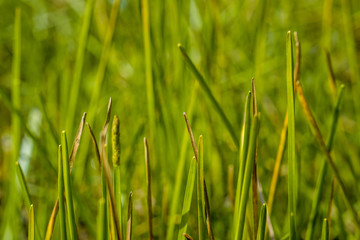 green meadow fields in sunrise  fresh nature background
