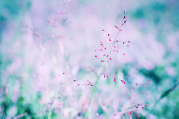 soft focus little pink grass flower  with green bokeh outdoor scence  spring nature background