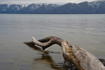 曇り空の下の湖畔の流木。遠くに見る雪山。屈斜路湖、北海道、日本。