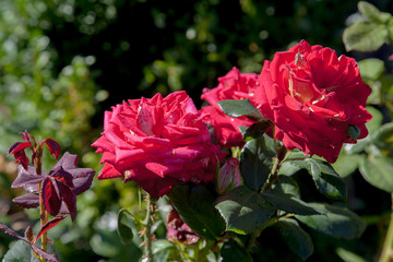 Beautiful rose bush growing in the garden.