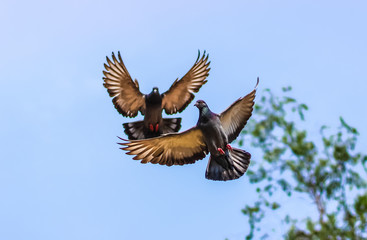 two flying pigeon 