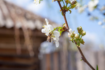 Honeybee on white flower of cherry tree collecting pollen and nectar to make sweet honey with medicinal benefits..