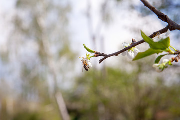 Honeybee on white flower of apple tree collecting pollen and nectar to make sweet honey with medicinal benefits..