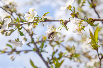 Honeybee on white flower of cherry tree collecting pollen and nectar to make sweet honey with medicinal benefits..