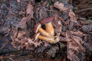 Pile of wild edible bay bolete known as imleria badia or boletus badius mushroom on old hemp in pine tree forest..