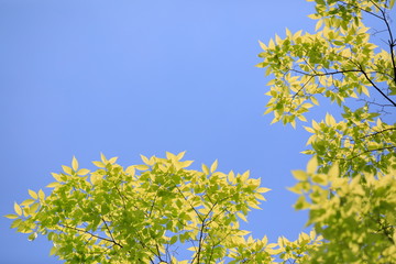 파란 하늘과 느티나무 잎