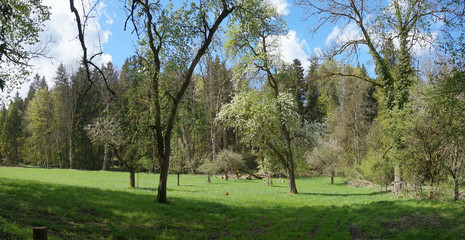 Waldrand in Vagen - Eins von Bayerns schönsten Dörfern