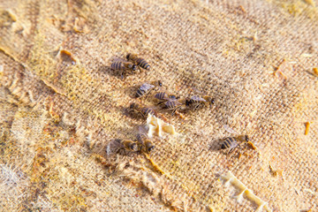 Bees swarming on vintage textile background..