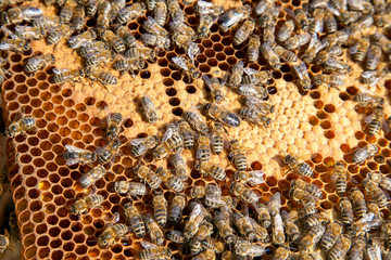 Working bees in a hive on honeycomb. Bees inside hive with sealed and open cells for their young..