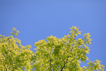 파란 하늘과 느티나무 잎