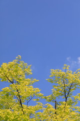 Fototapeta na wymiar 파란 하늘과 느티나무 잎