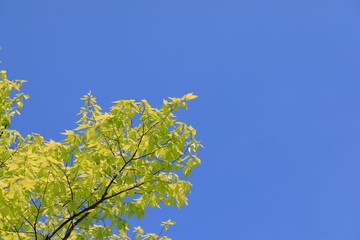 파란 하늘과 느티나무 잎