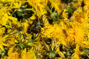 dandelion flowers in water for dandelion honey