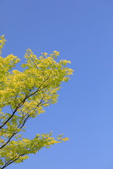 파란 하늘과 느티나무 잎