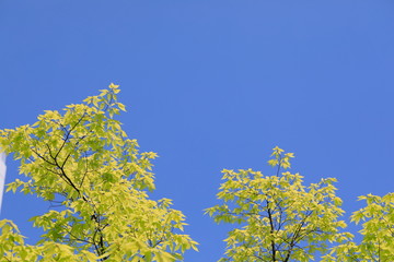 파란 하늘과 느티나무 잎