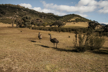 Emus
