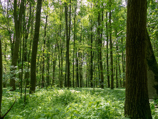 panoramic view into the deciduous forest in spring