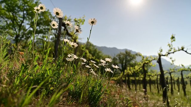 sun shining on white daisy flowers blooming in vineyard in early spring 