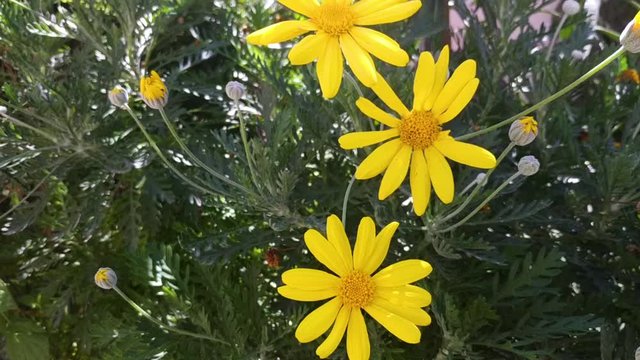 Grey-leaved euryops flower blown by wind under sunlight, handheld