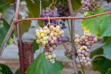 Bunch of grapes with pink and green berries in the garden.