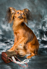 Russian toy terrier on grey background