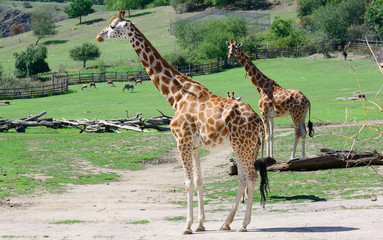 African zhyrafa. In the Prague zoo