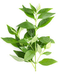 Andrographis paniculata plant on white background,top view