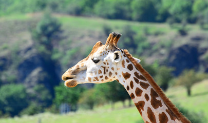 African zhyrafa. In the Prague zoo