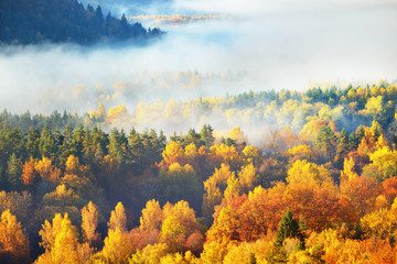 Obrazy na Szkle  Zapierający dech w piersiach panoramiczny widok z lotu ptaka na wzgórza kolorowych czerwonych, pomarańczowych i żółtych drzew w mieszanym lesie iglastym w porannej mgle. Bajki jesienny krajobraz. Park Narodowy Gauja, Sigulda, Łotwa