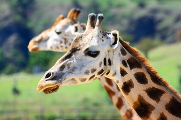 African zhyrafa. In the Prague zoo