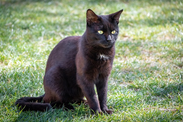 Naklejka na ściany i meble Black cat sitting on green grass