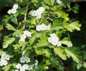 Crataegus laevigata | Aubépine lisse ou aubépine à deux styles