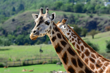 African zhyrafa. In the Prague zoo