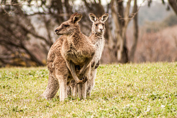 Kangaroos