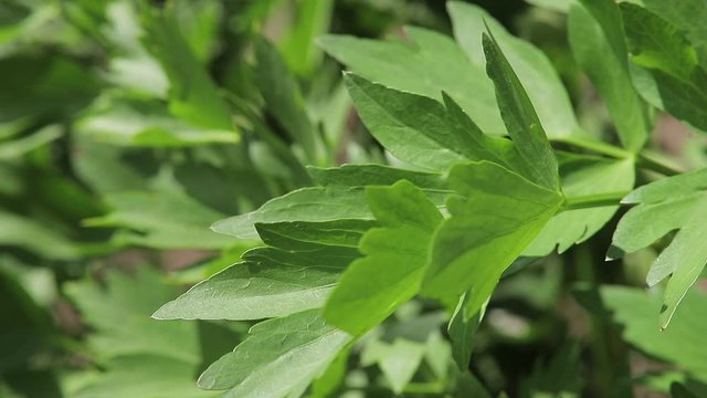 macro lovage leaf, Gastronomic plant Levisticum officinale growing in the garden