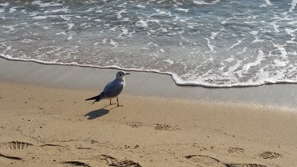 seagull on the beach