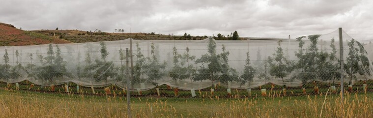 Fototapeta premium panoramic image showing a local fruit growing orchard with many fruit trees covered in fruit fly and bird netting to protect the crops before harvesting, rural Victoria, Australia
