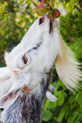 A goat  browses leaves of black mountain ash,  closeup