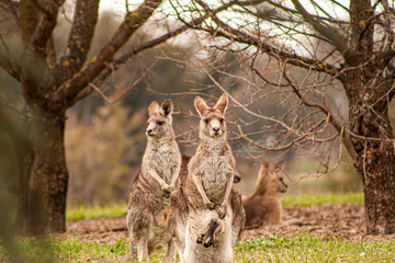 Kangaroos