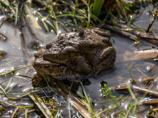 picture with common frogs pairing in a pond, couple of frogs are sitting in the pond  in spring period