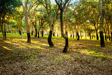 Cork Oak Forest