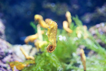 Green Seahorse in the aquarium