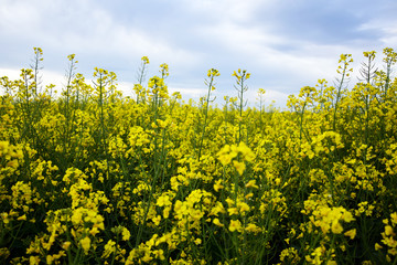 Rapeseed field. Agriculture landscape. Canola field