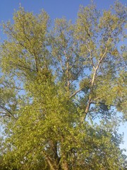 Blue sky and yellow-green leaves on a tree.