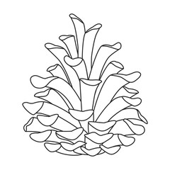 Pineof cone vector icon.outline vector icon isolated on white background pine of cone.