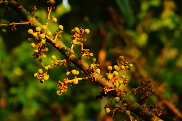 berry, red, fruit, tree, nature, green, plant, food, branch, berries, cherry, leaf, ripe, autumn, summer, garden, bush, 