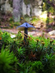 mushroom in the forest