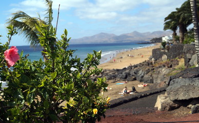 view of flowers on the beach in spain