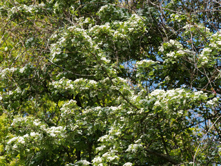 Crataegus laevigata | Aubépine lisse ou aubépine à deux styles à fleurs blanches en panicules dressées, étamines rougeâtres aux feuilles trilobées vert foncé
