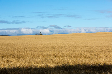 Wheat Field